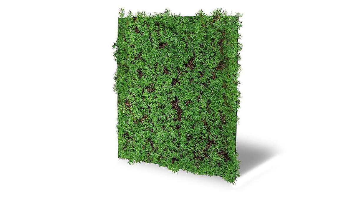 pannello acustico planeo - MixWall Living Leaf Thuja Tea Tree 52 x 52 cm | pianta naturale (PLMW-50111)