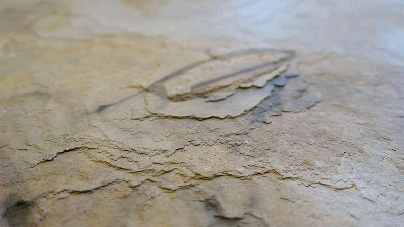 planeo EVOLITH Slate&Stone - Rivestimento in pietra naturale Autumn Drift 1220 x 610 mm