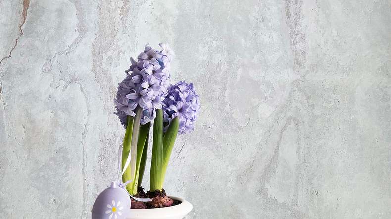 planeo EVOLITH EasyFix - Rivestimento in pietra naturale Bianco Pure 600 x 300 mm - 6 pezzi.