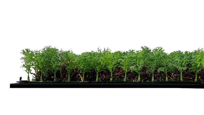 pannello acustico planeo - MixWall Living Leaf Thuja Tea Tree 52 x 52 cm | pianta naturale (PLMW-50111)