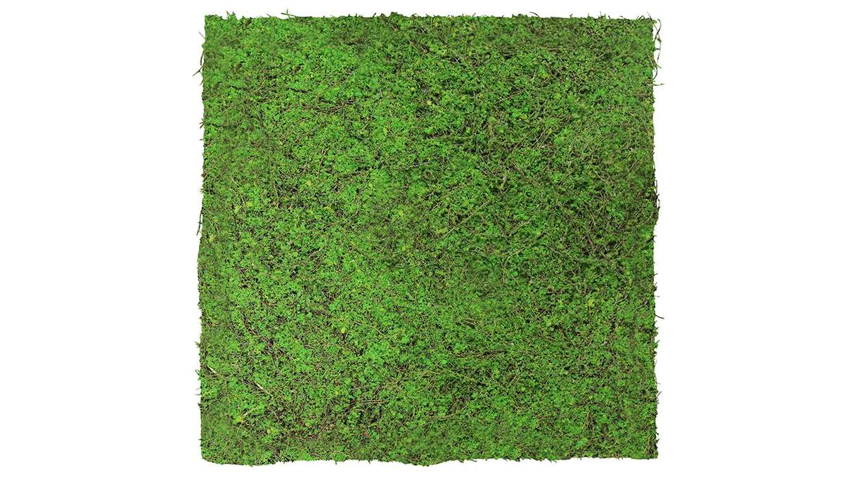 pannello acustico planeo - MixWall Living Leaf Forest Green Ancient Tree 52 x 52 cm | pianta naturale (PLMW-70111)