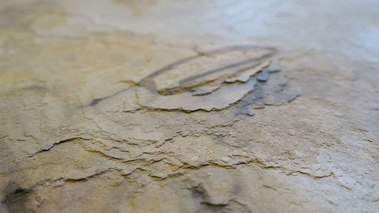 planeo EVOLITH Slate&Stone - Rivestimento in pietra naturale Autumn Drift 1220 x 610 mm