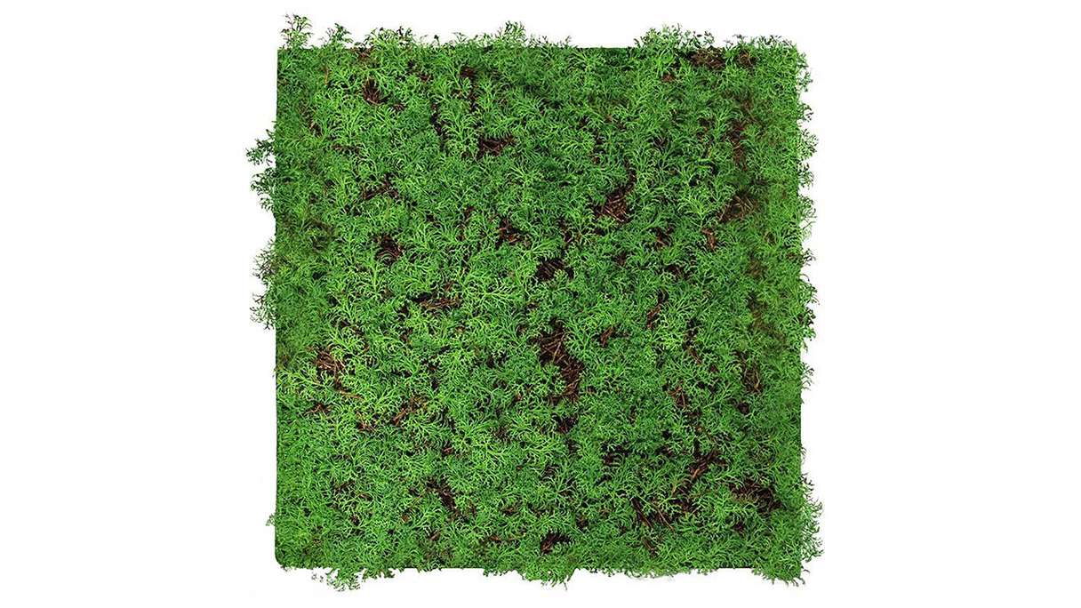 pannello acustico planeo - MixWall Living Leaf Thuja Tea Tree 52 x 52 cm | pianta naturale (PLMW-50111)