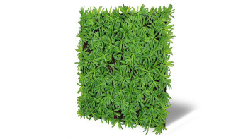pannello acustico planeo - MixWall Living Leaf Podocarpus Tea Tree 52 x 52 cm | pianta naturale (PLMW-40111)