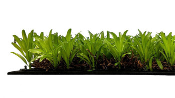 pannello acustico planeo - MixWall Living Leaf Podocarpus Tea Tree 52 x 52 cm | pianta naturale (PLMW-40111)