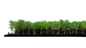 pannello acustico planeo - MixWall Living Leaf Thuja Tea Tree 52 x 52 cm | pianta naturale (PLMW-50111)