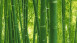 Carta da parati di carta Pareti autentiche 2 A.S. Création Modern Green 718